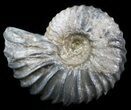 Acanthohoplites Ammonite Fossil - Caucasus, Russia #30081-1